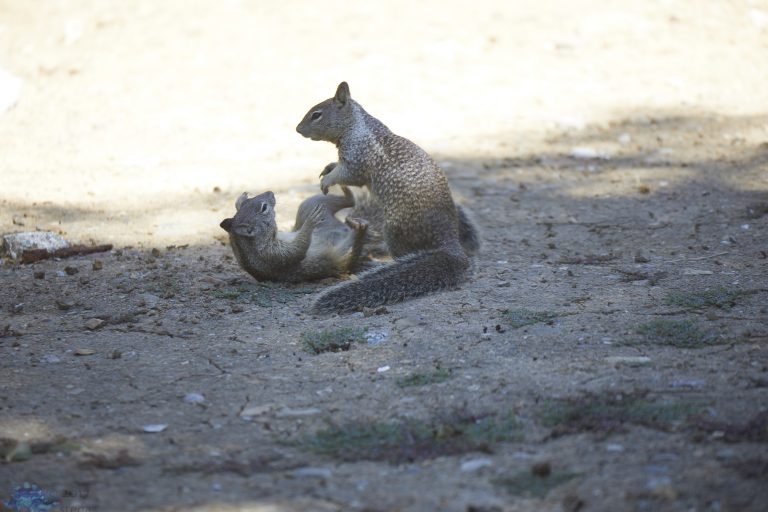 Squirrel Fight!