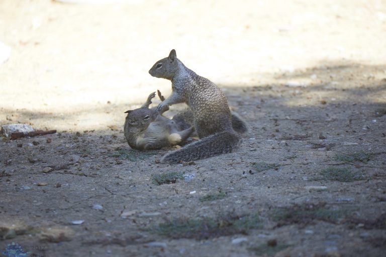 Squirrel Fight!