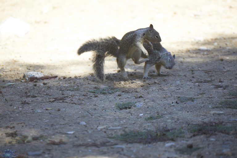 Squirrel Fight!