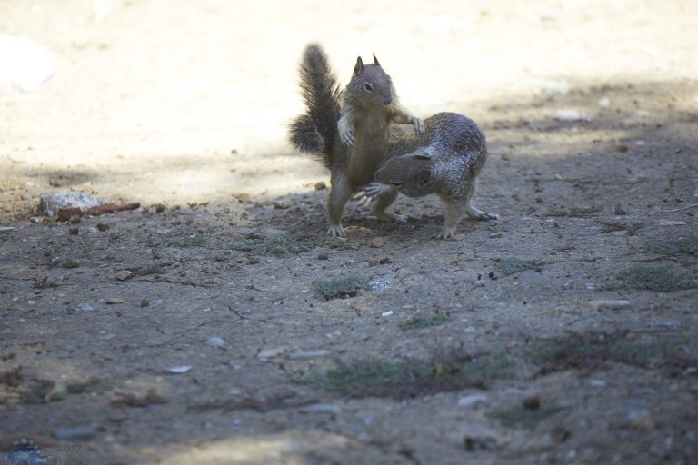 Squirrel Fight!