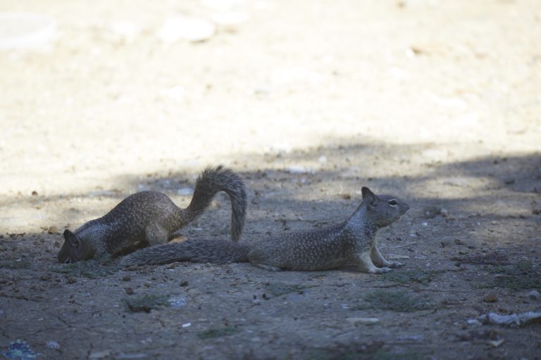 End of the Fight
