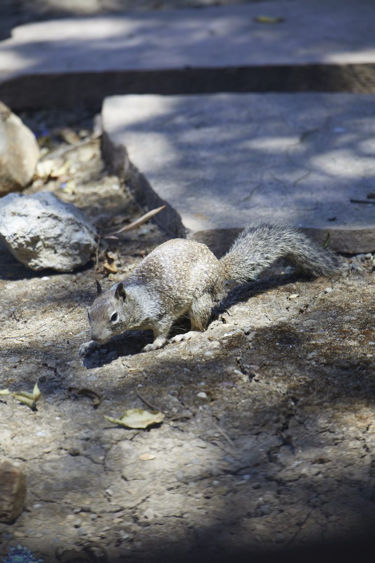 Ground Squirrel