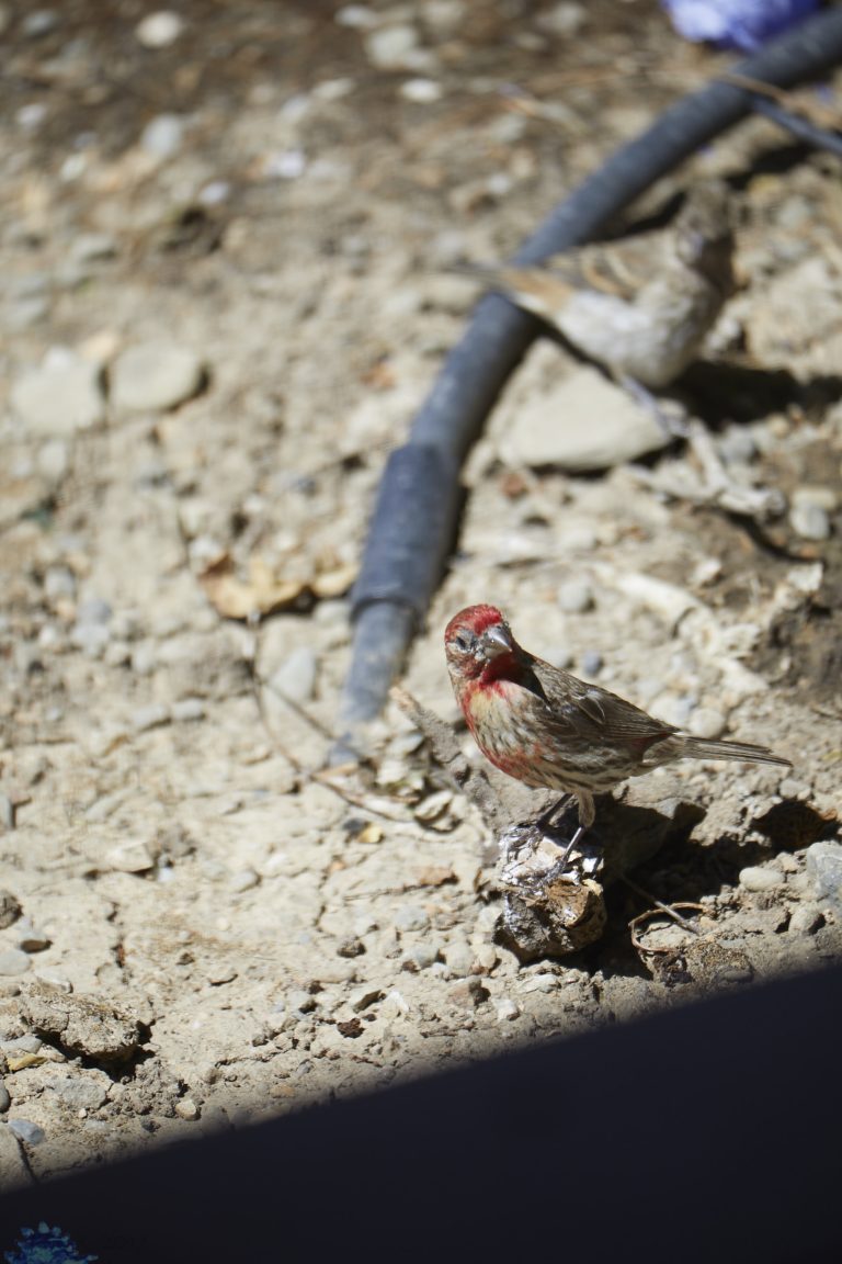 House Finch