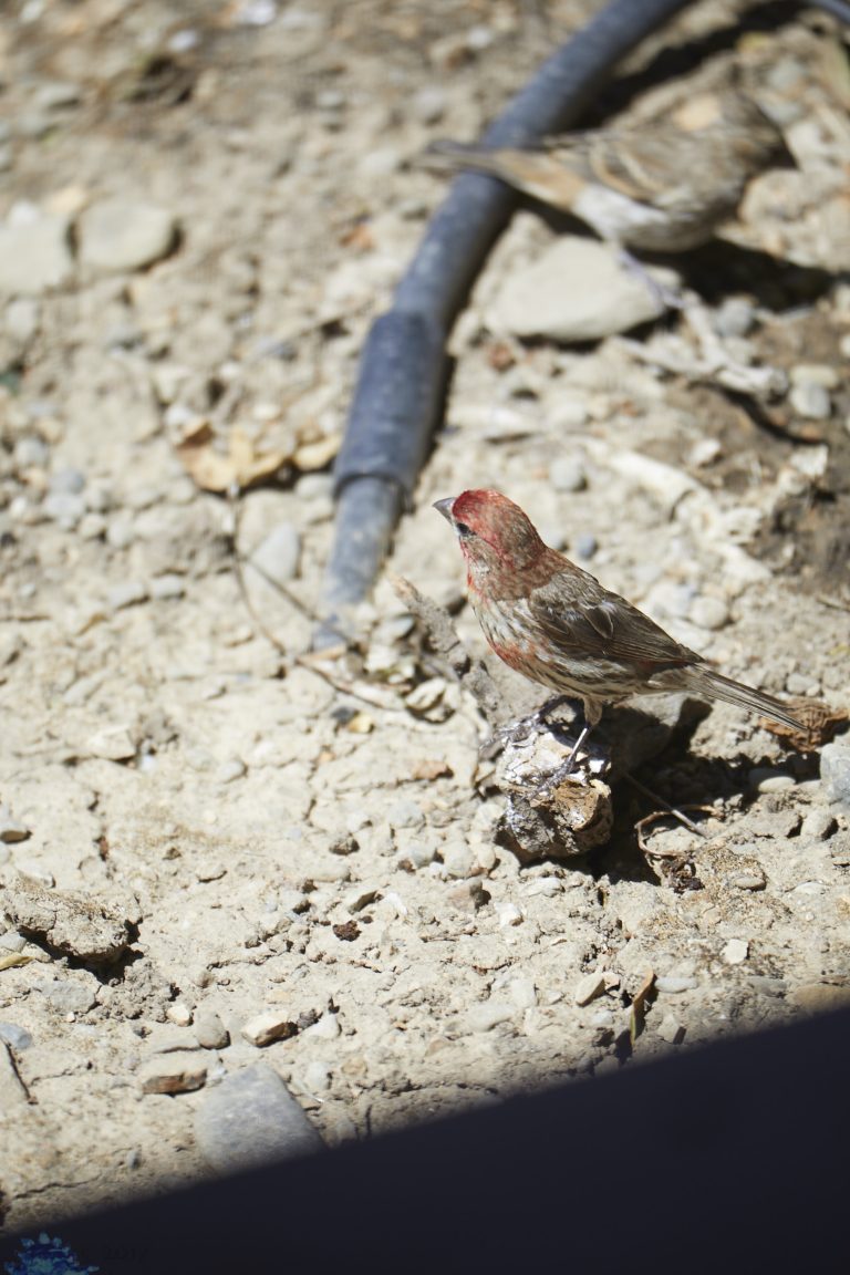 House Finch