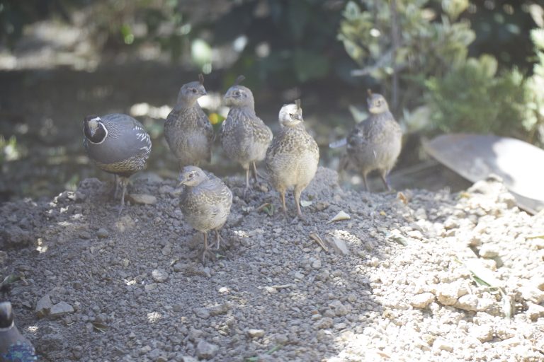 California Quail