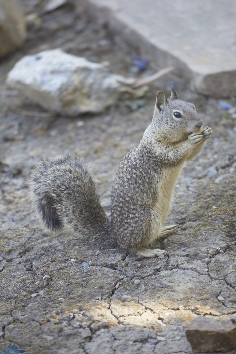 Old School Week: Ground Squirrels