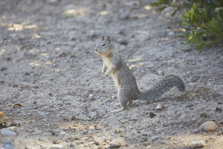 Ground Squirrel