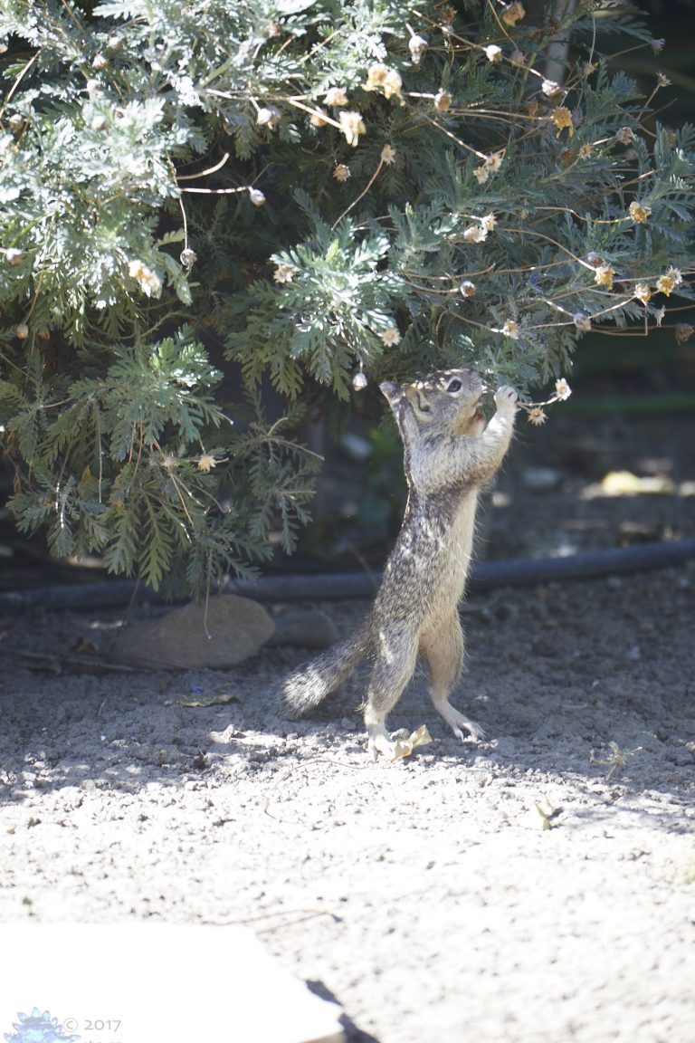 Ground Squirrel