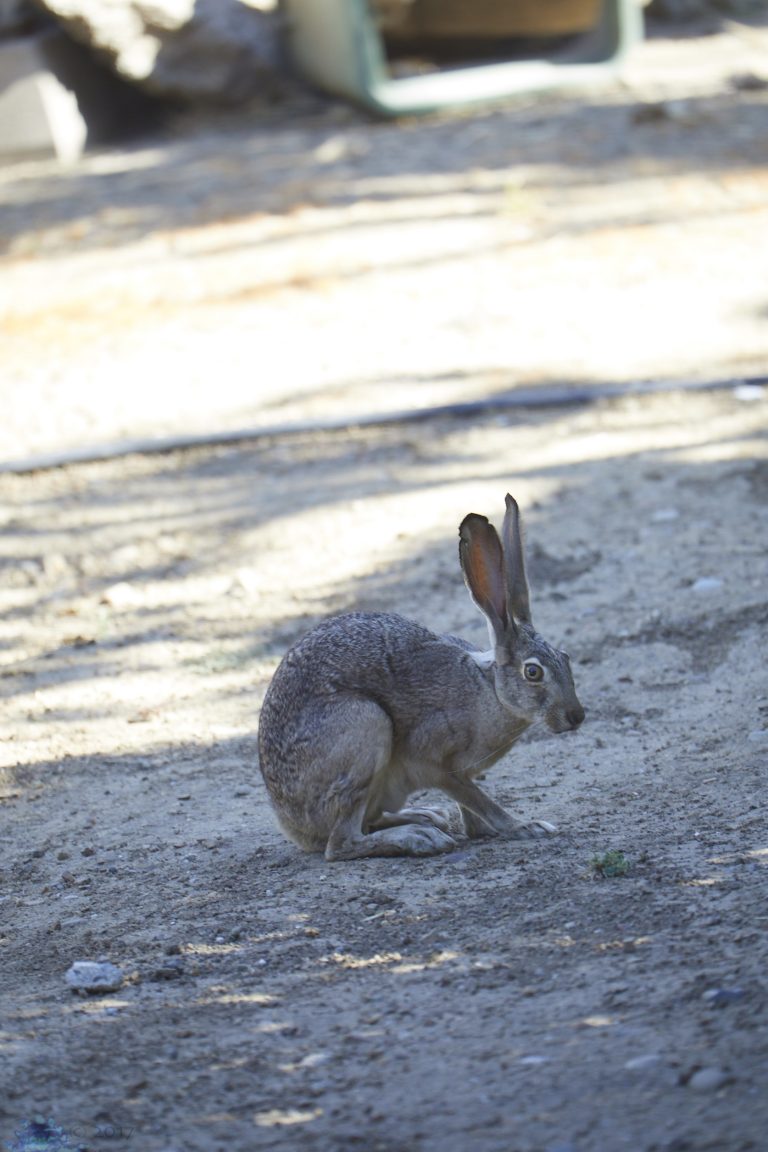 Hare