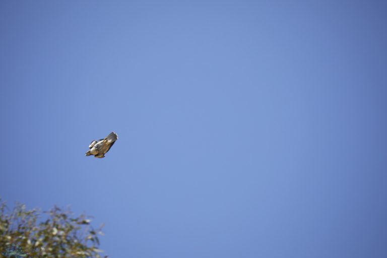 Outside: Diving Hawk