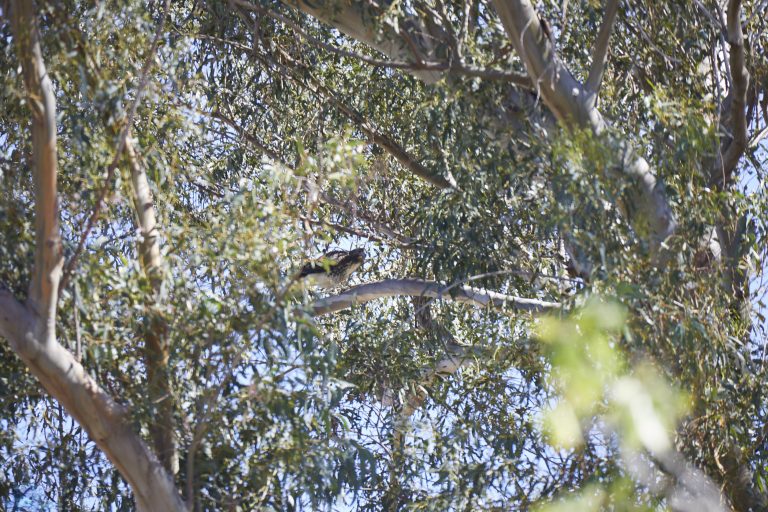 Find the Hawk