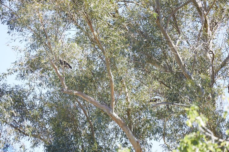 Spot the Hawks