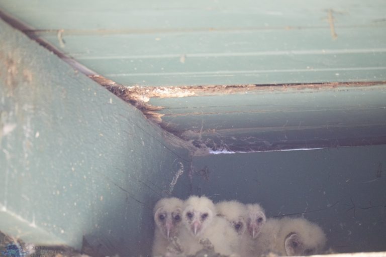 Old School Week: Barn Owls