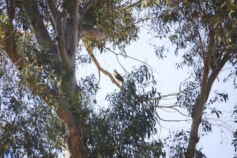 Red-tailed Hawk