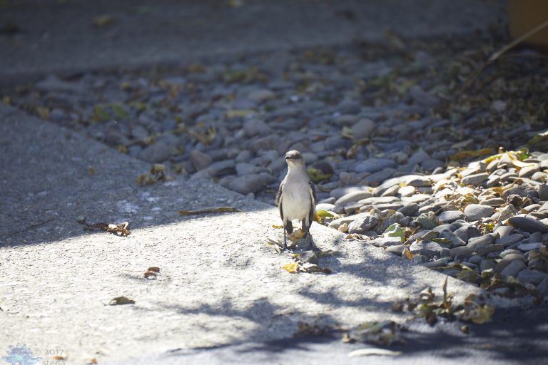 Northern Mockingbird