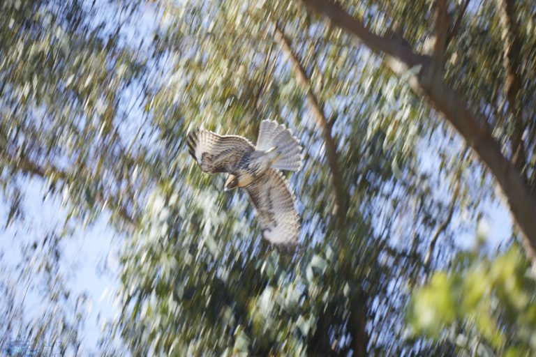 Blurry Diving Hawk