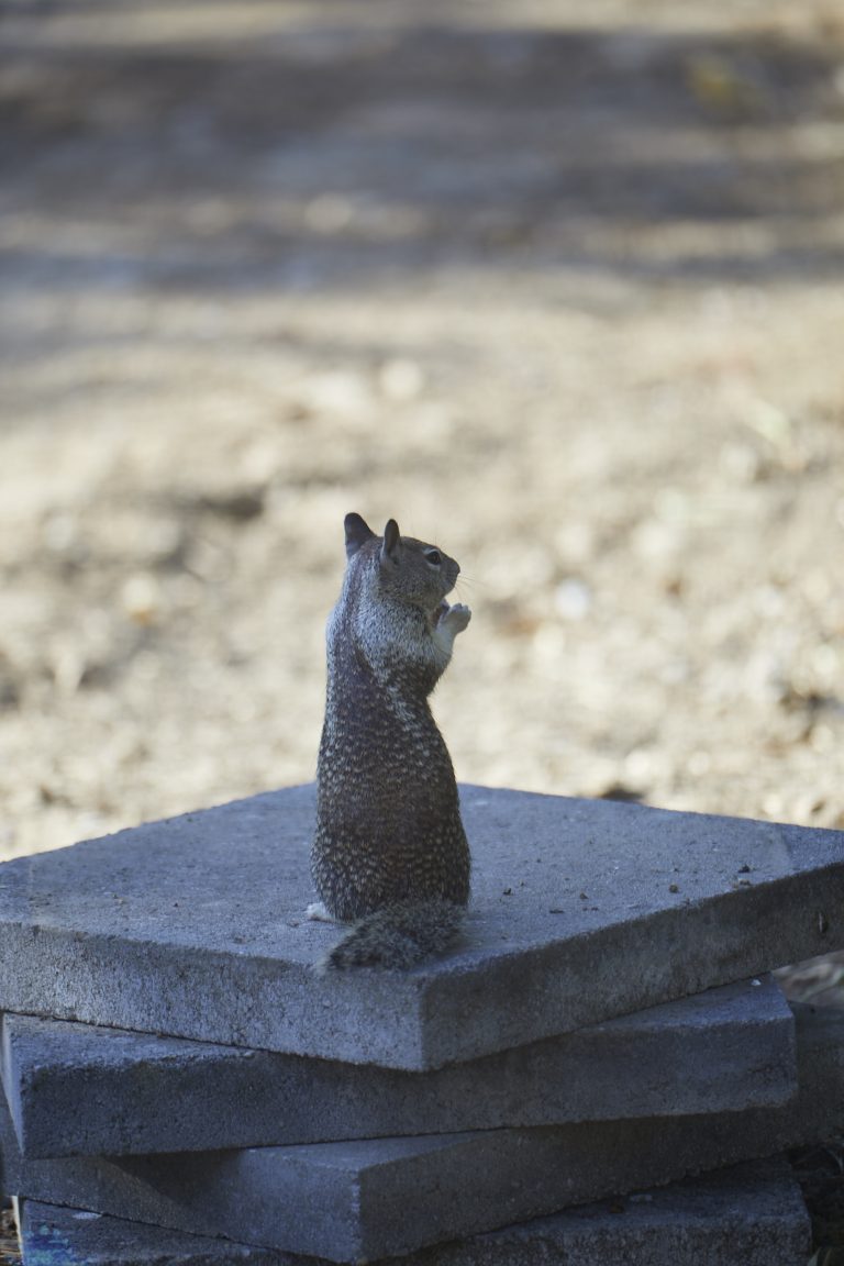 Ground Squirrel