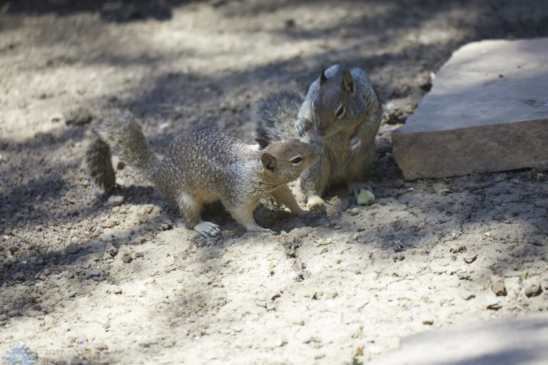 Old School Week: Ground Squirrels