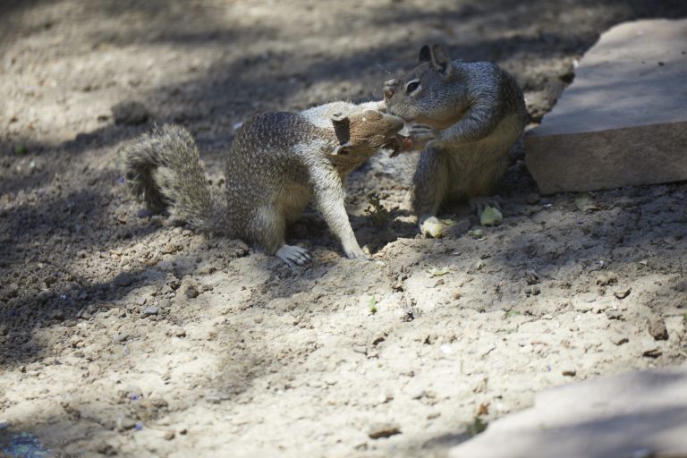 Ground Squirrels