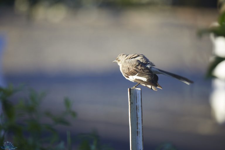 Old School Week: Northern Mockingbird