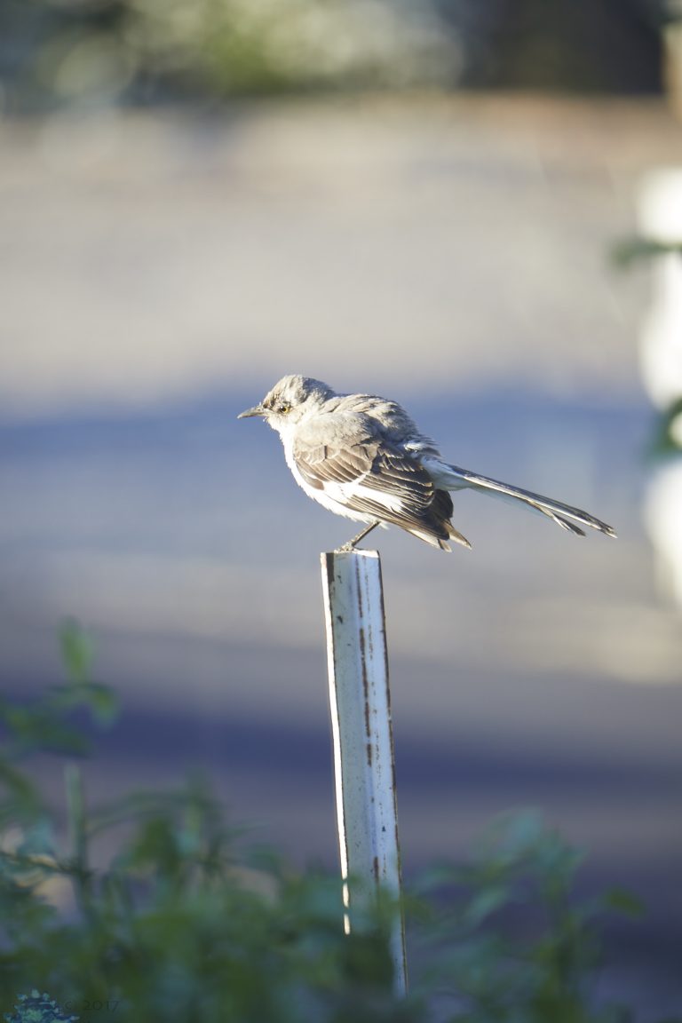Northern Mockingbird