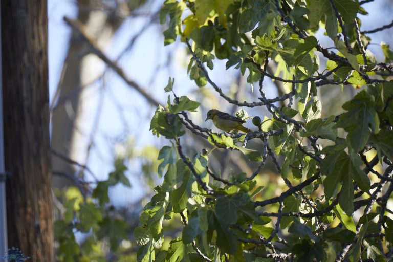 Hidden Hooded Oriole