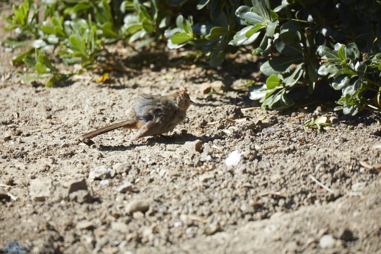 California Towhee