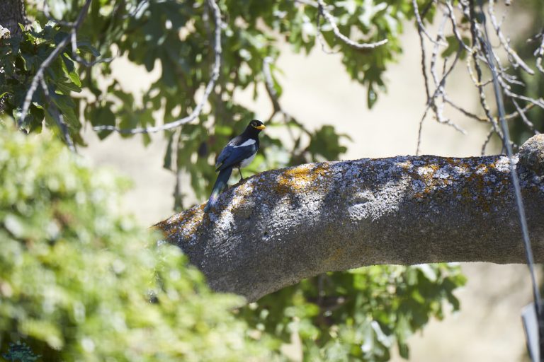 Yellow-billed Magpie