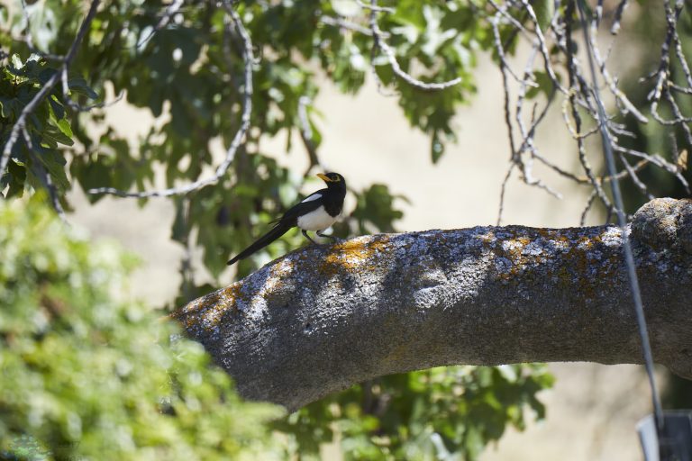Yellow-billed Magpie