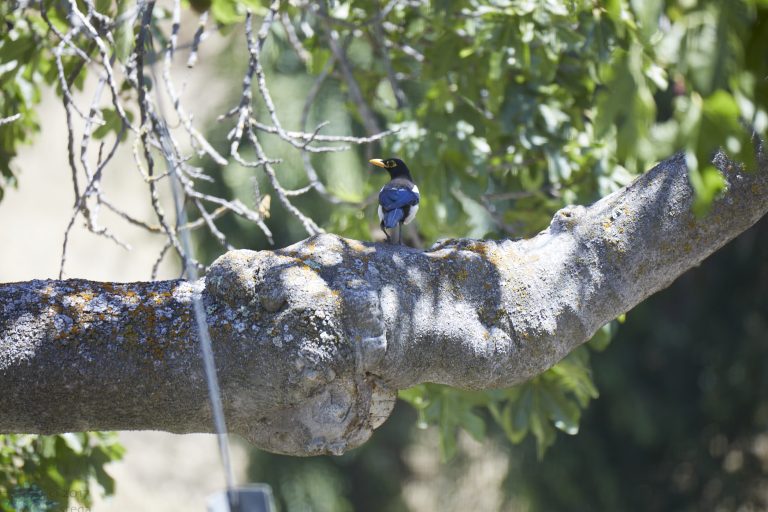 Yellow-billed Magpie