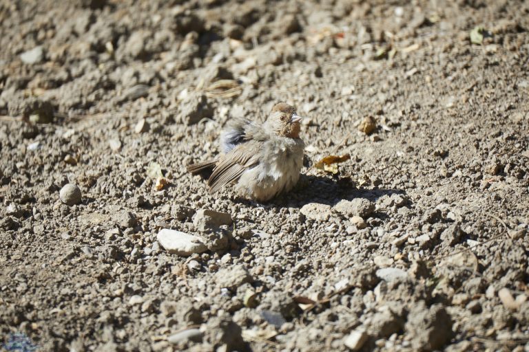 California Towhee