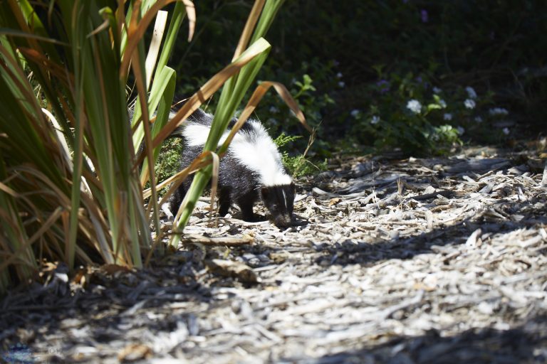 Striped Skunk