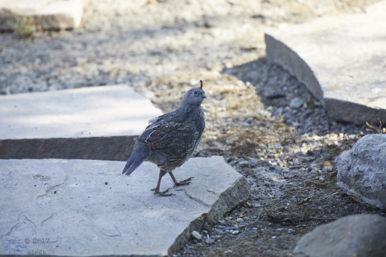 California Quail