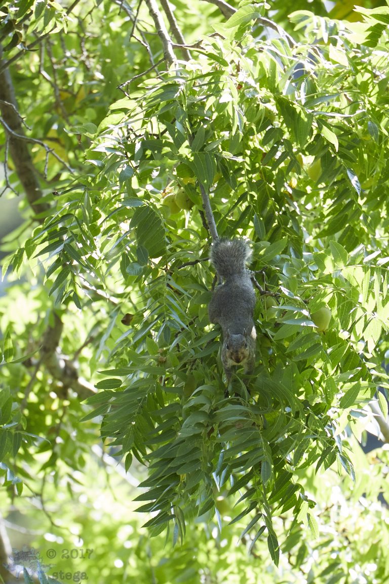 Out and About:  Gray Squirrel