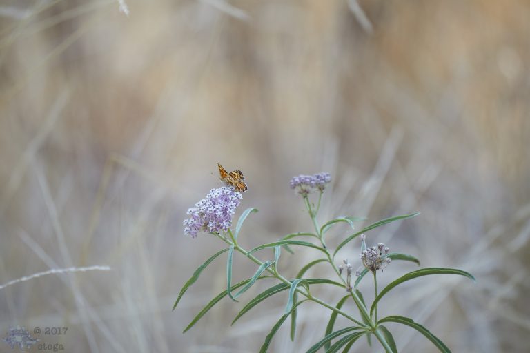 Out and About:  Butterfly