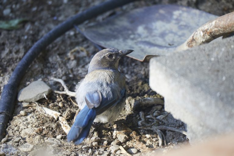California Scrub Jay