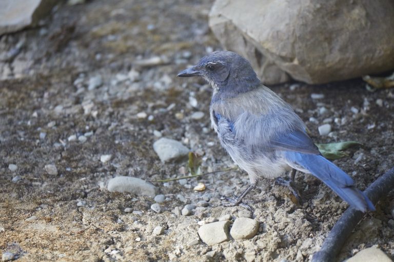 California Scrub Jay