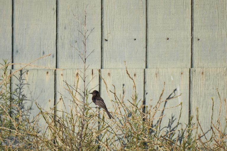 Outside: Black Phoebe