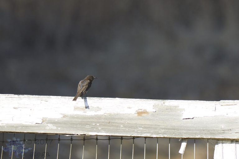 Outside: Black Phoebe