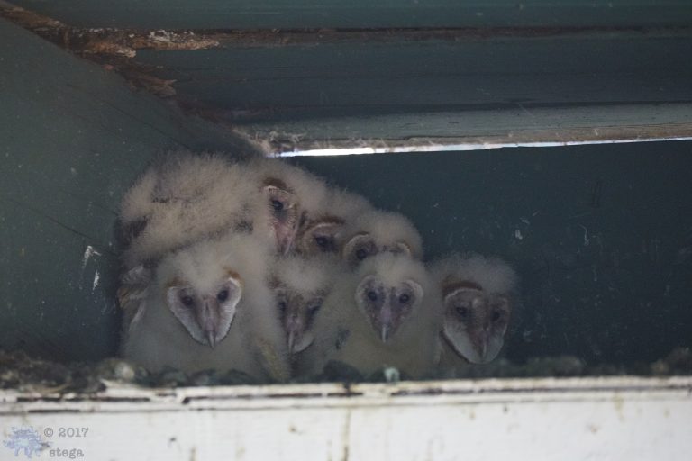 Outside In the Stables:  Owls Growing Up