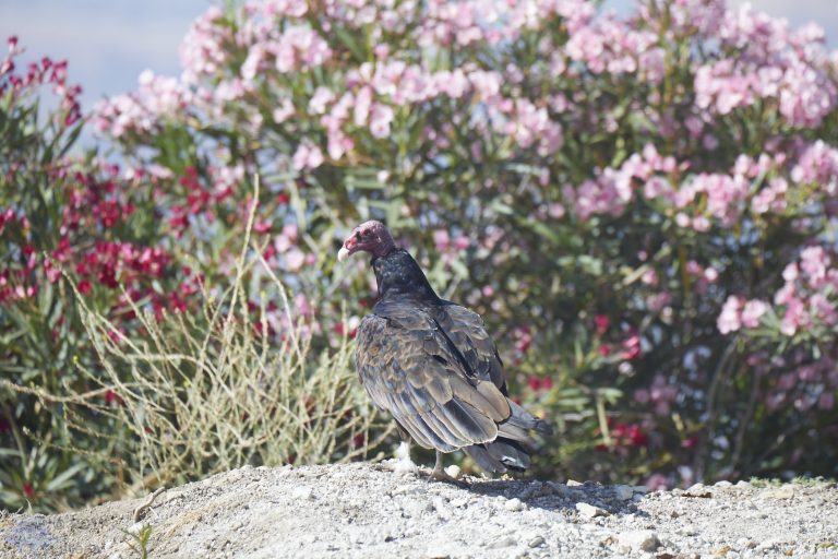 Outside:  Adult Turkey Vulture