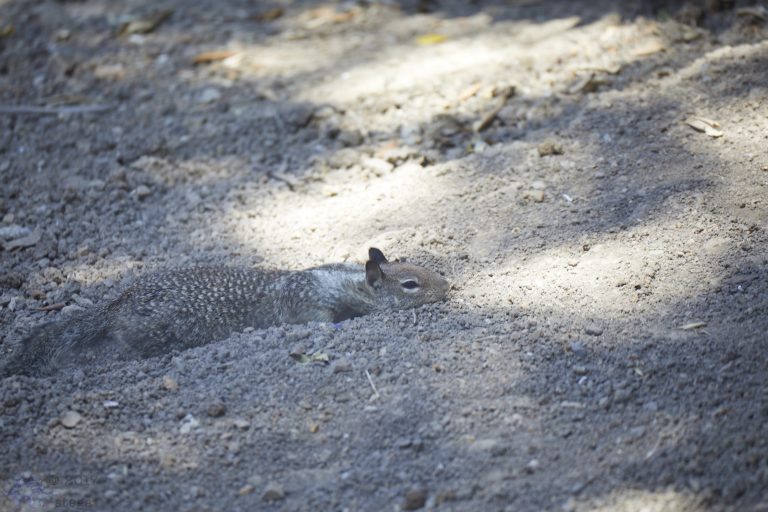 Bathing Squirrel