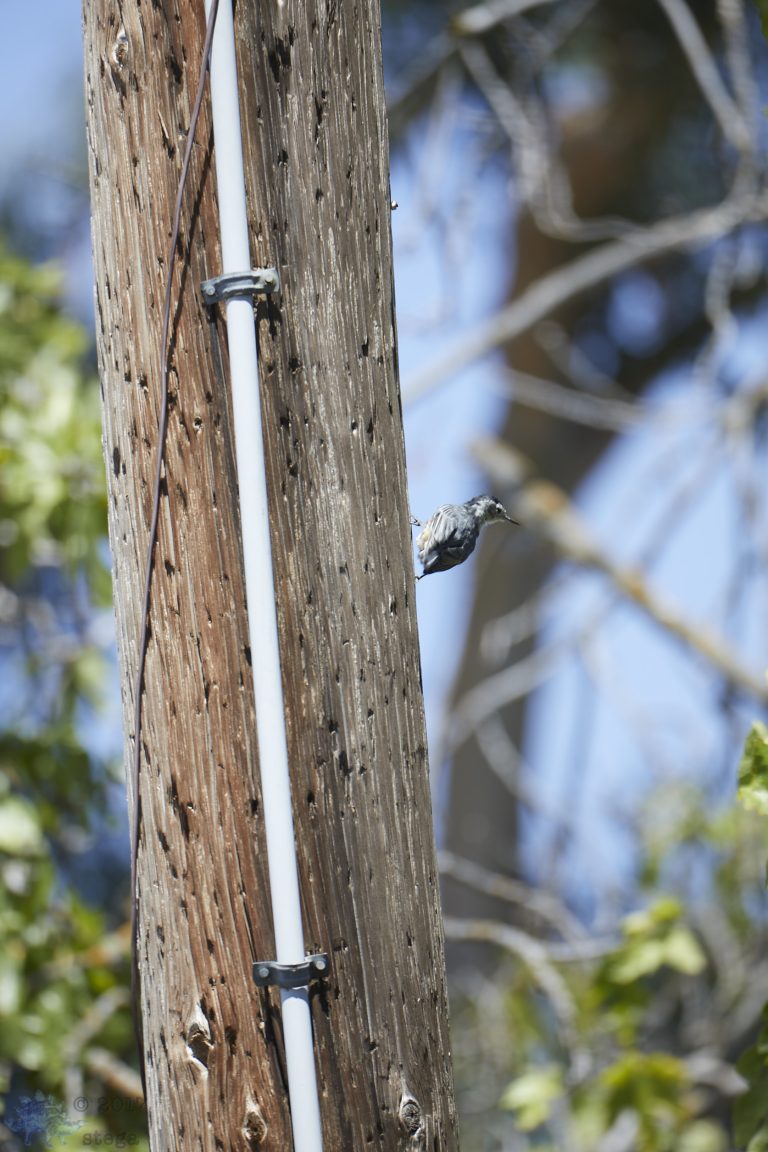 White Breasted Nuthatch