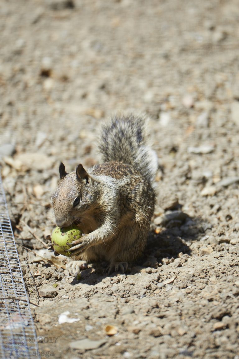 Ground Squirrels (more random shots)