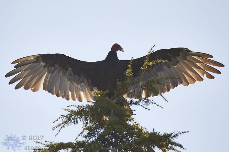 Outside:  Turkey Vulture