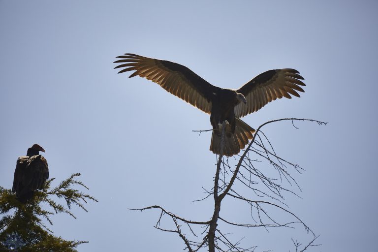 Outside: Turkey Vultures