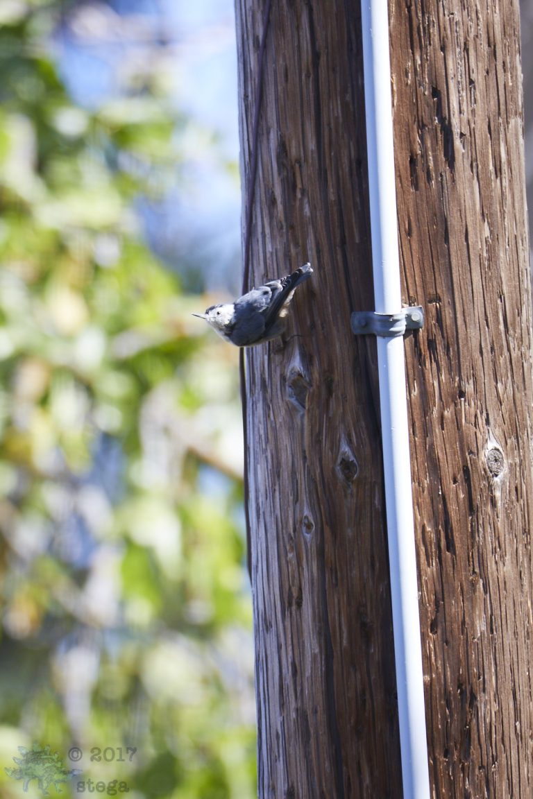 Old School Week: White Breasted Nuthatch