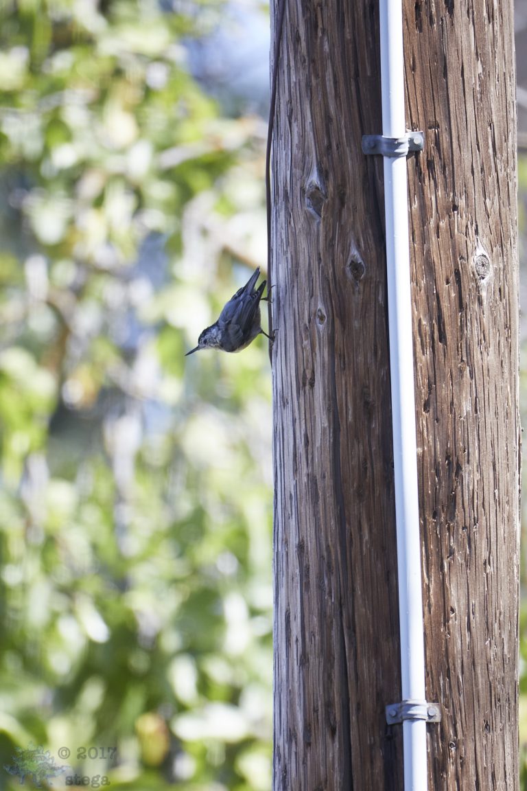 Old School Week: White Breasted Nuthatch