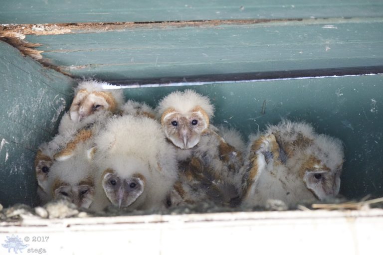 Old School Week: Barn Owls