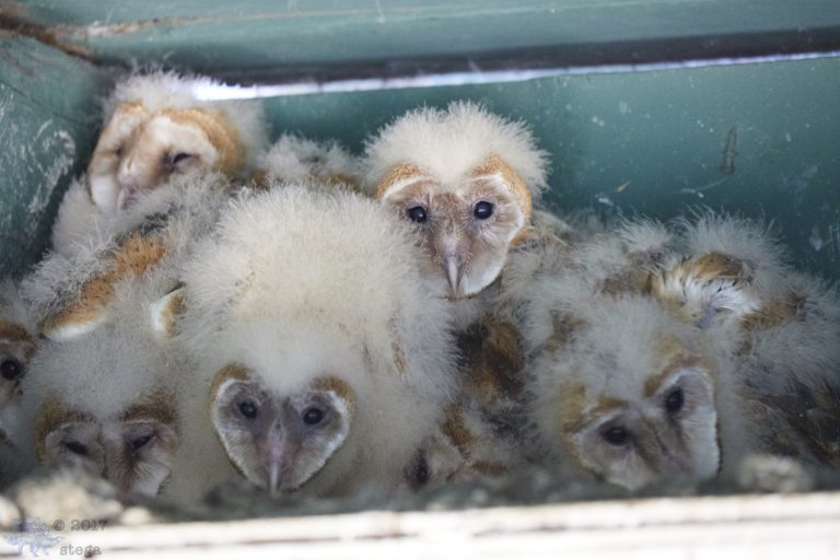 Outside in the Stables: Barn Owlets (Series)